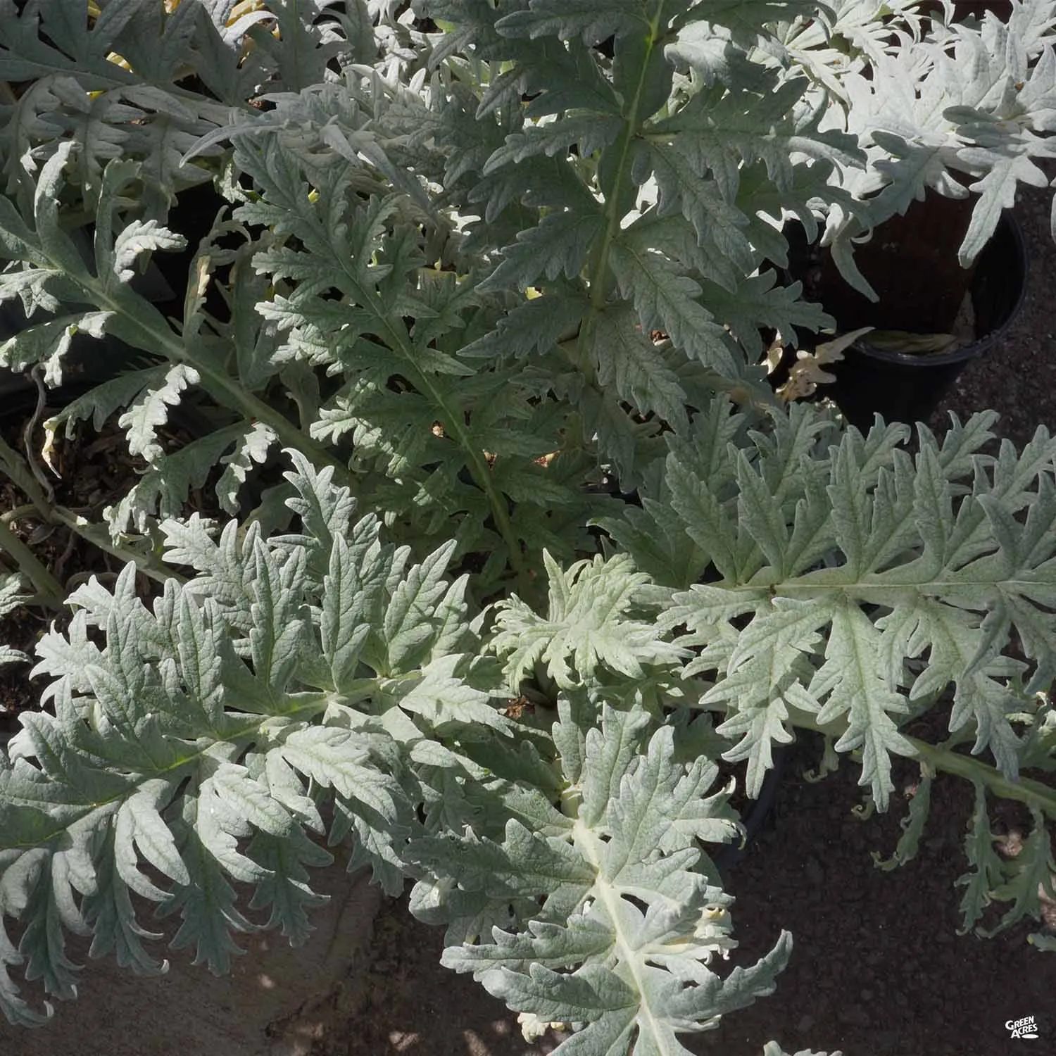 Artichoke 'Green Globe'