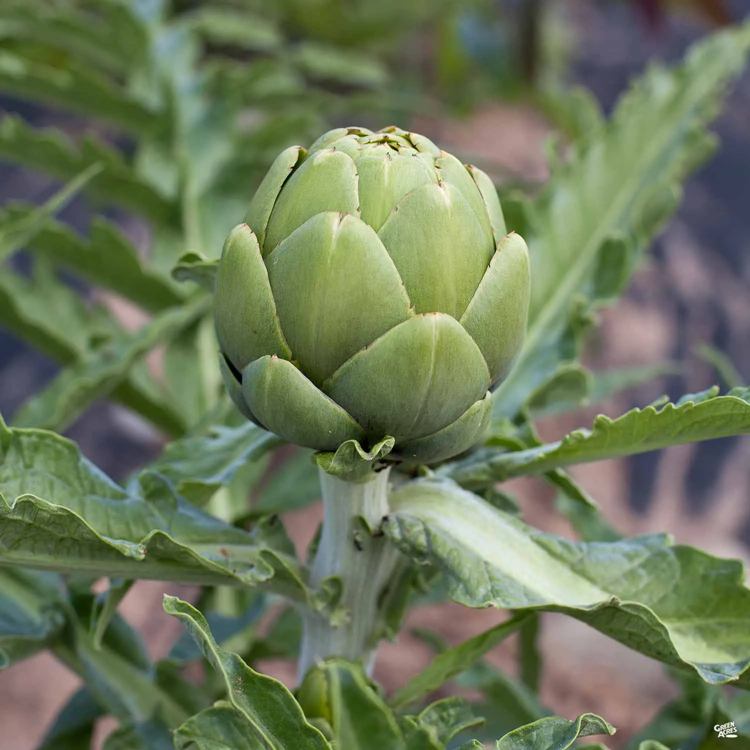 Artichoke 'Green Globe'