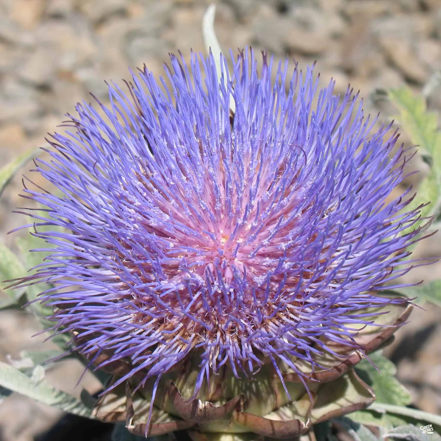 Artichoke 'Green Globe'